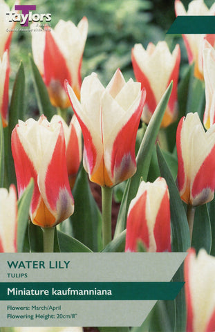 Taylors Taylors Tulips Taylors Bulbs Tulip Water Lilly 10 pack