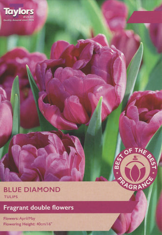 Taylors Taylors Tulips Taylors Bulbs Tulips Blue Diamond 12 pack