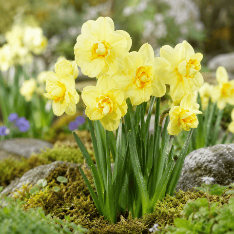 Taylors Flower Bulbs Taylors Bulbs Yellow Cheerfulness Narcissus Bulbs – 6pck