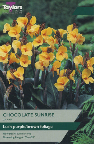 Taylors Flower Bulbs Taylors Canna Chocolate Sunrise