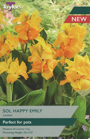 Taylors Flower Bulbs Taylors Canna Sol Happy Emily