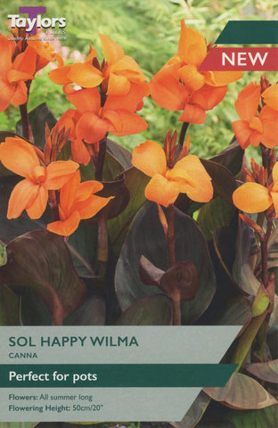 Taylors Flower Bulbs Taylors Canna Sol Happy Wilma