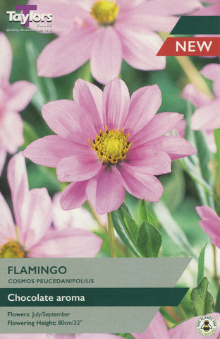 Taylors Flower Bulbs Taylors Cosmos Peucedanifolius Flamingo
