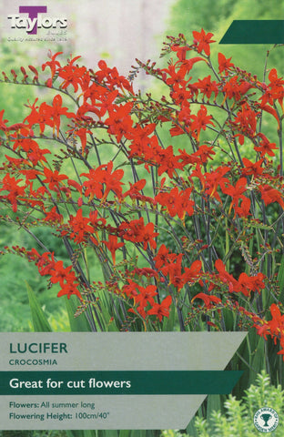 Taylors Flower Bulbs Taylors Crocosmia Lucifer