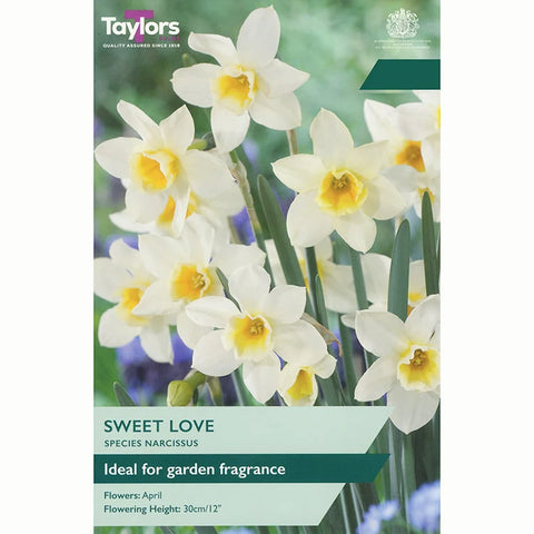 Taylors Bulbs Sweet Love Narcissus Bulbs – 8pck