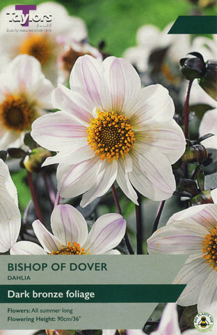 Taylors Flower Bulbs Taylors Dahlia Bishop of Dover