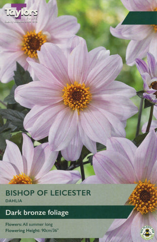 Taylors Flower Bulbs Taylors Dahlia Bishop of Leicester