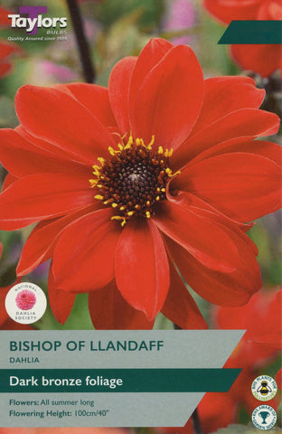Taylors Flower Bulbs Taylors Dahlia Bishop of LLandaff