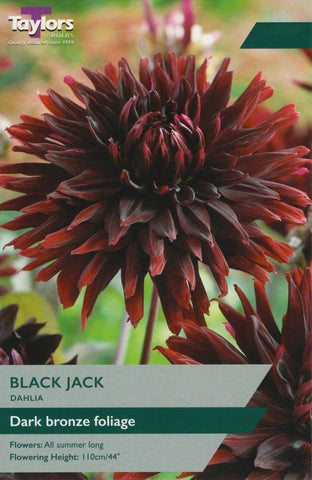 Taylors Flower Bulbs Taylors Dahlia Black Jack