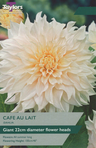 Taylors Flower Bulbs Taylors Dahlia Cafe au Lait