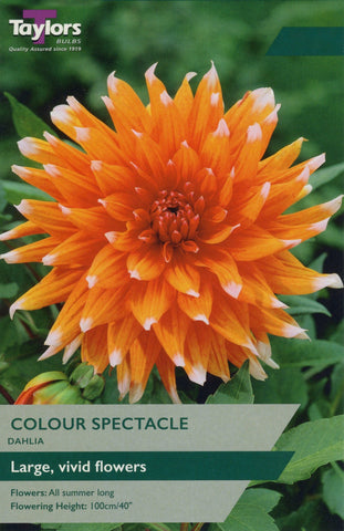 Taylors Flower Bulbs Taylors Dahlia Colour Spectacle