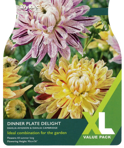 Taylors Flower Bulbs Taylors Dahlia Dinner Delight