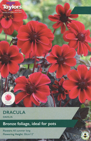 Taylors Flower Bulbs Taylors Dahlia Dracula