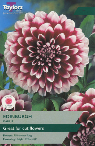 Taylors Flower Bulbs Taylors Dahlia Edinburgh