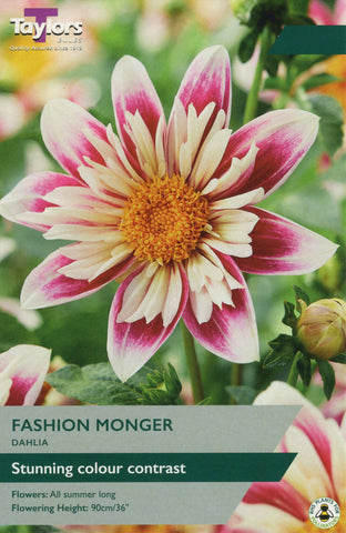 Taylors Flower Bulbs Taylors Dahlia Fashion Monger