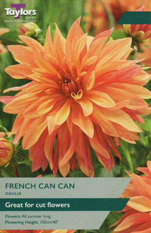 Taylors Flower Bulbs Taylors Dahlia French Can