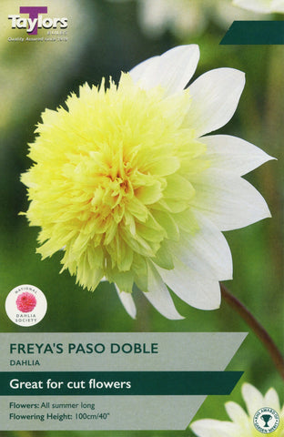 Taylors Flower Bulbs Taylors Dahlia Freya's Paso Doble