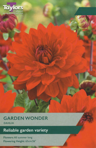 Taylors Flower Bulbs Taylors Dahlia Garden Wonder