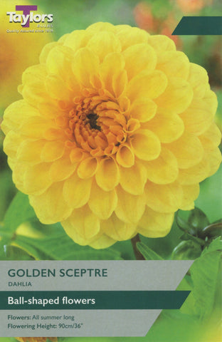 Taylors Flower Bulbs Taylors Dahlia Golden Sceptre