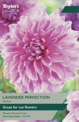 Taylors Flower Bulbs Taylors Dahlia Lavender Perfection