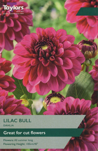 Taylors Flower Bulbs Taylors Dahlia Lilac Bull