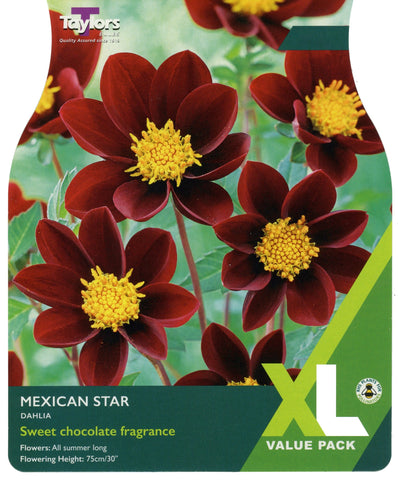 Taylors Flower Bulbs Taylors Dahlia Mexican Star