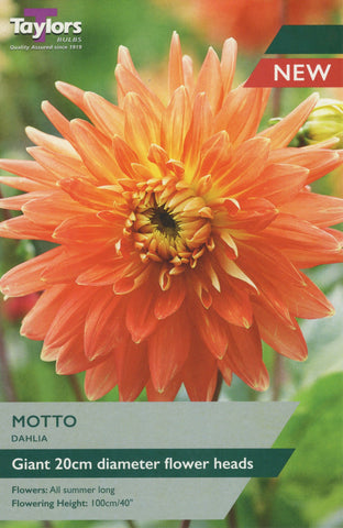 Taylors Flower Bulbs Taylors Dahlia Motto