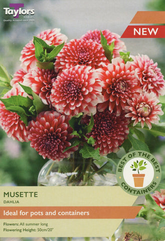 Taylors Flower Bulbs Taylors Dahlia Musette