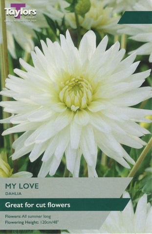 Taylors Flower Bulbs Taylors Dahlia My Love
