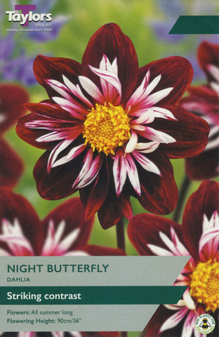 Taylors Flower Bulbs Taylors Dahlia Night Butterfly