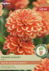 Taylors Flower Bulbs Taylors Dahlia Orange