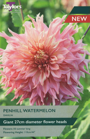Taylors Flower Bulbs Taylors Dahlia Penhill Watermelon