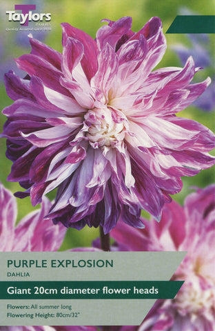 Taylors Flower Bulbs Taylors Dahlia Purple Explosion