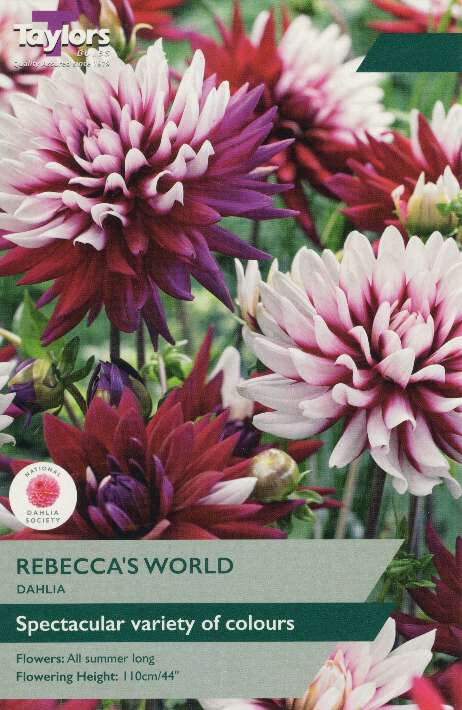 Taylors Flower Bulbs Taylors Dahlia Rebecca's World