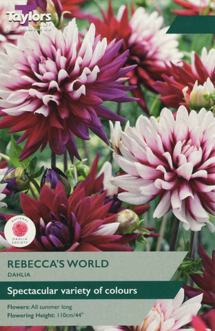 Taylors Flower Bulbs Taylors Dahlia Rebecca's World