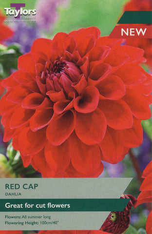 Taylors Flower Bulbs Taylors Dahlia Red Cap