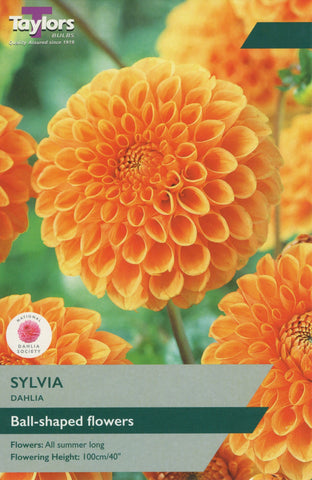 Taylors Flower Bulbs Taylors Dahlia Sylvia