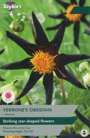 Taylors Flower Bulbs Taylors Dahlia Verrone's Obsidian