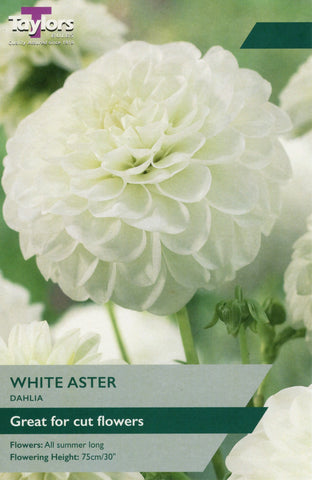 Taylors Flower Bulbs Taylors Dahlia White Aster