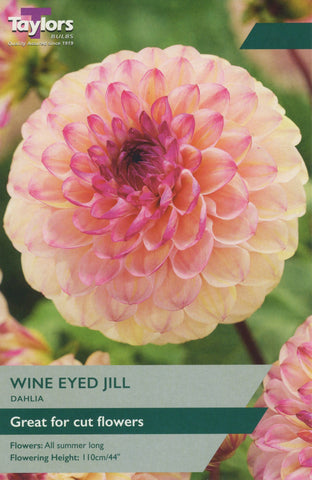 Taylors Flower Bulbs Taylors Dahlia Wine Eyed Jill