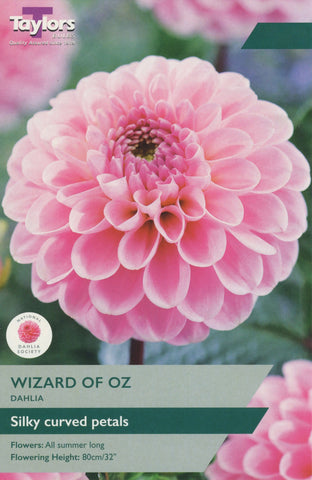 Taylors Flower Bulbs Taylors Dahlia Wizard of Oz