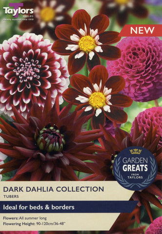 Taylors Flower Bulbs Taylors Dark Dahlia