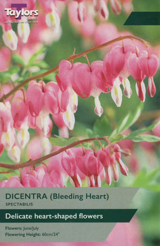 Taylors Flower Bulbs Taylors Dicentra Spectabilis