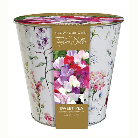 Taylors Bulbs Indoor Floral Sweet Pea Planter – Gift Pot