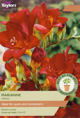 Taylors Flower Bulbs Taylors Freesia Marianne