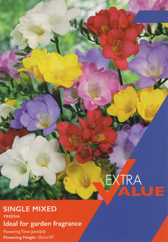 Taylors Flower Bulbs Taylors Freesias Mixed