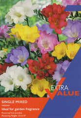 Taylors Flower Bulbs Taylors Freesias Mixed