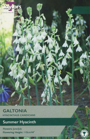 Taylors Flower Bulbs Taylors Galtonia