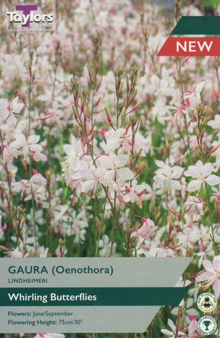 Taylors Flower Bulbs Taylors Gaura Lindheimeri