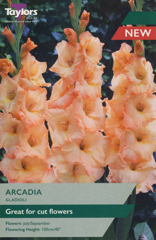Taylors Flower Bulbs Taylors Gladioli Arcadia